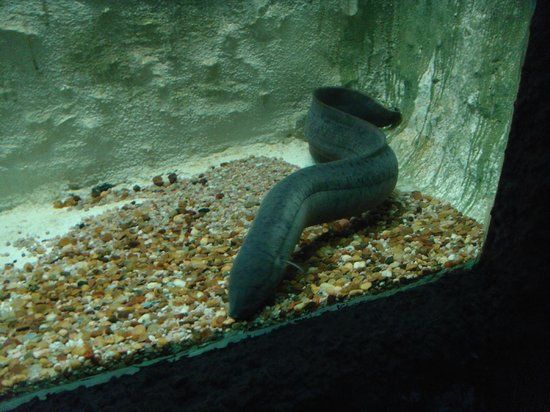 Acuario Municipal de Mendoza